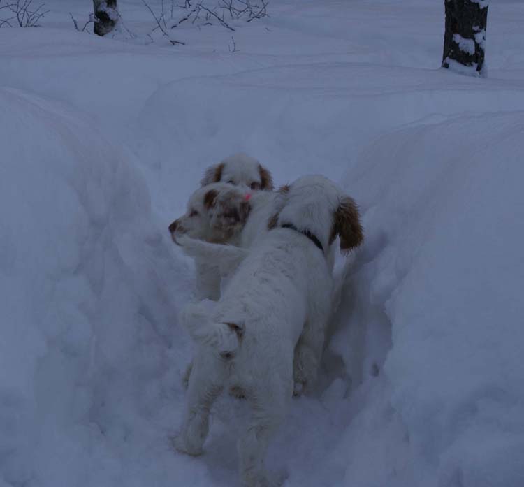 LooneyTunesPups_14weeks_k