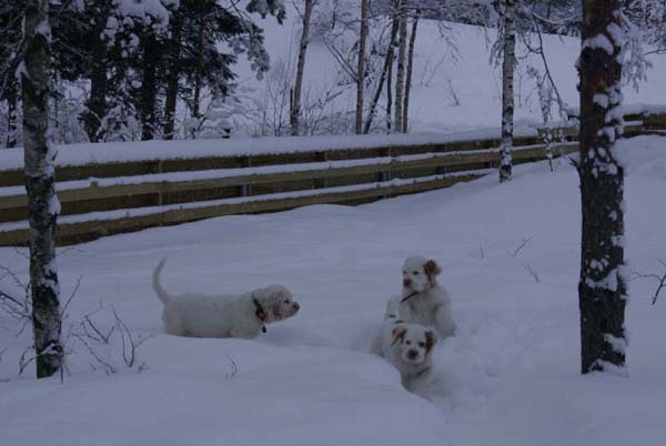 LooneyTunesPups_14weeks_m