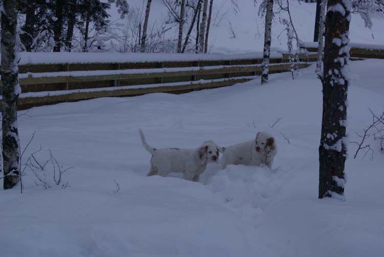 LooneyTunesPups_14weeks_n