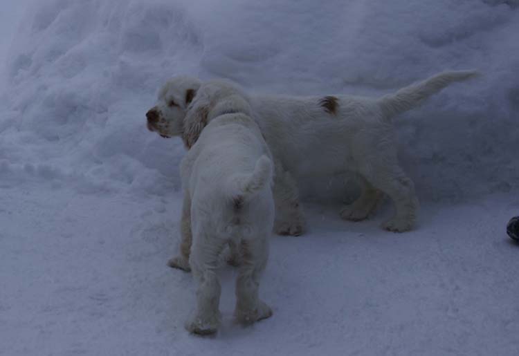 LooneyTunesPups_14weeks_o