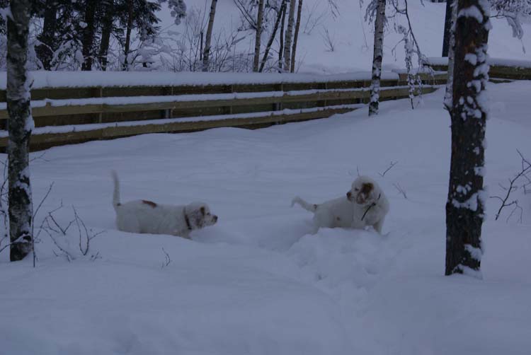 LooneyTunesPups_14weeks_q