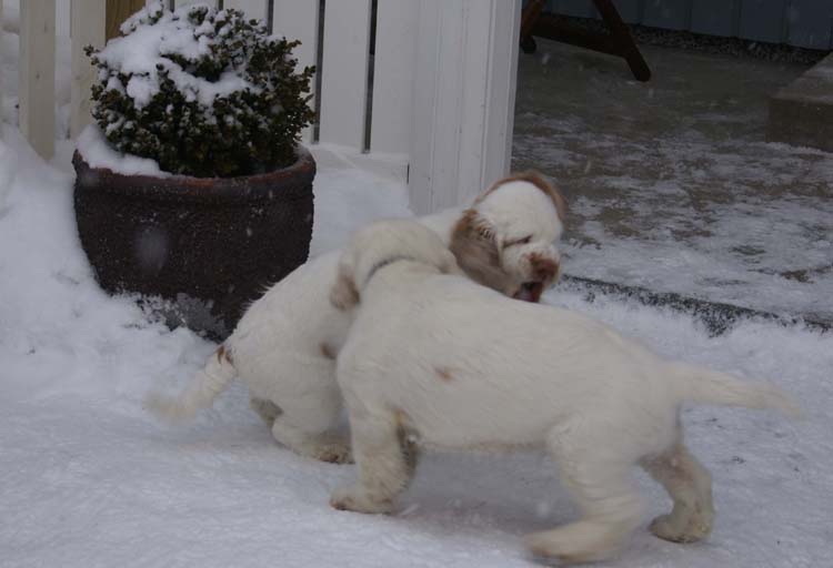 LooneyTunesPups_14weeks_s