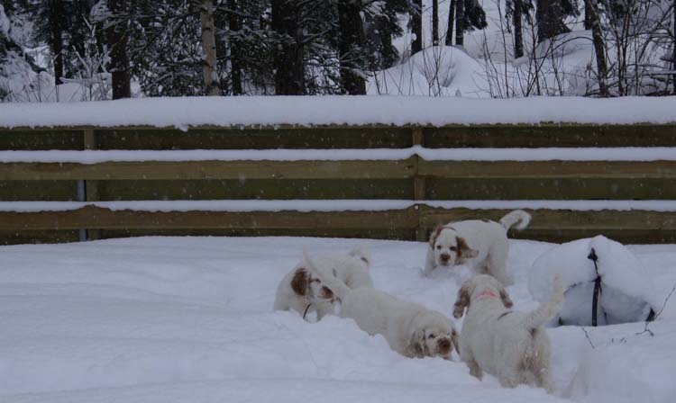 LooneyTunesPups_14weeks_v