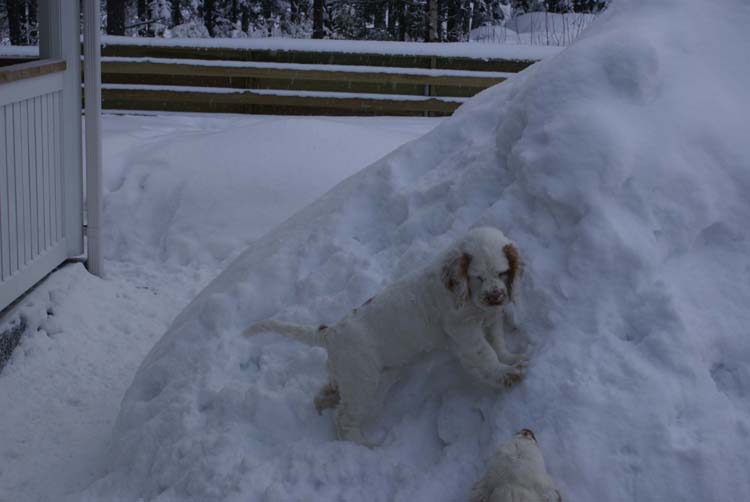 LooneyTunesPups_14weeks_w