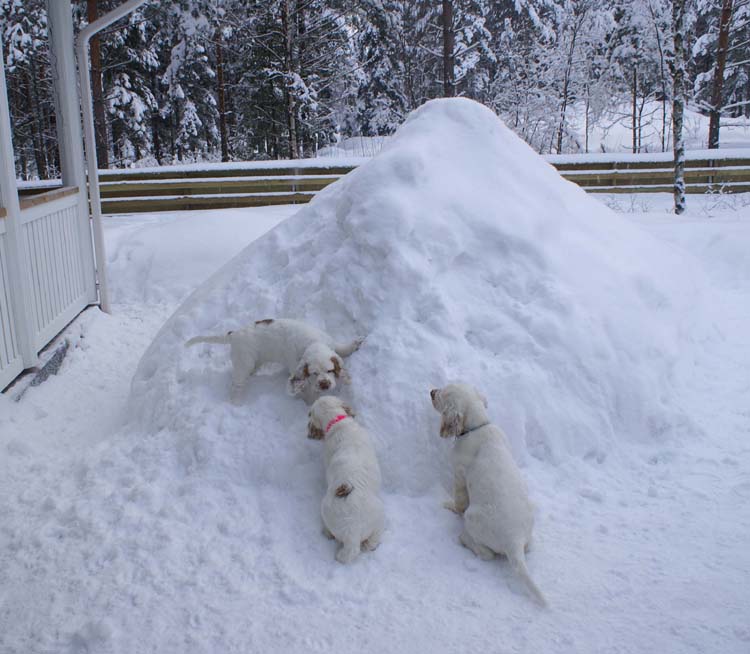 LooneyTunesPups_14weeks_x