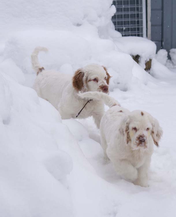 Petunia_14weeks_Alvin