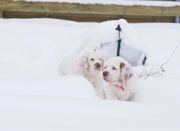 Petunia_Thelma_14weeks_a