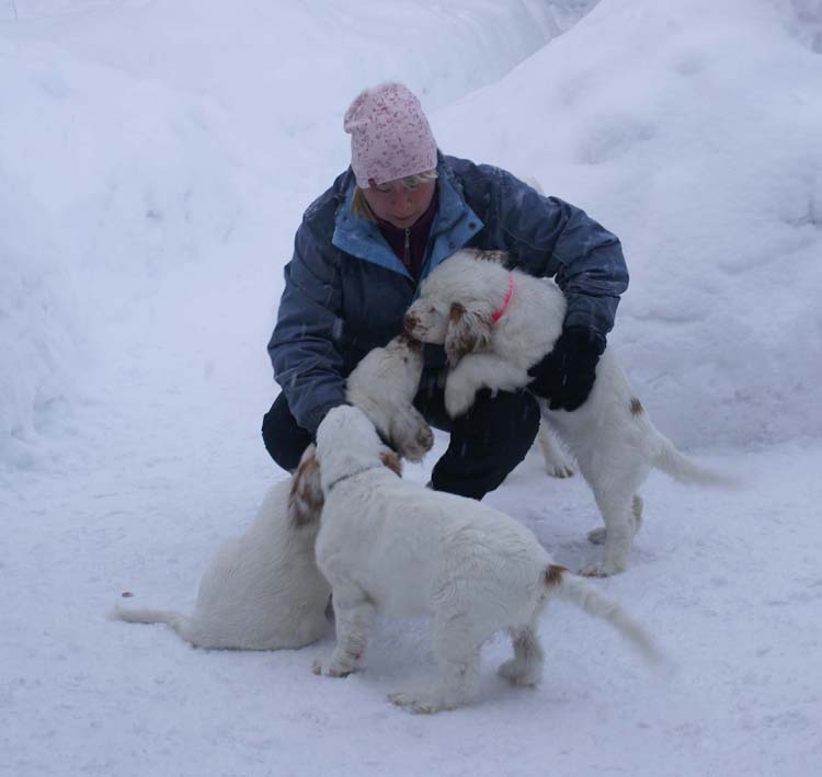 Senni_LooneyTunesPups_14weeks_a