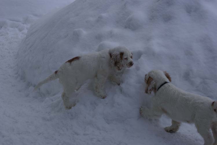 Tyyne_Alvin_14weeks_a