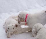 LooneyTunesPups_14weeks_b