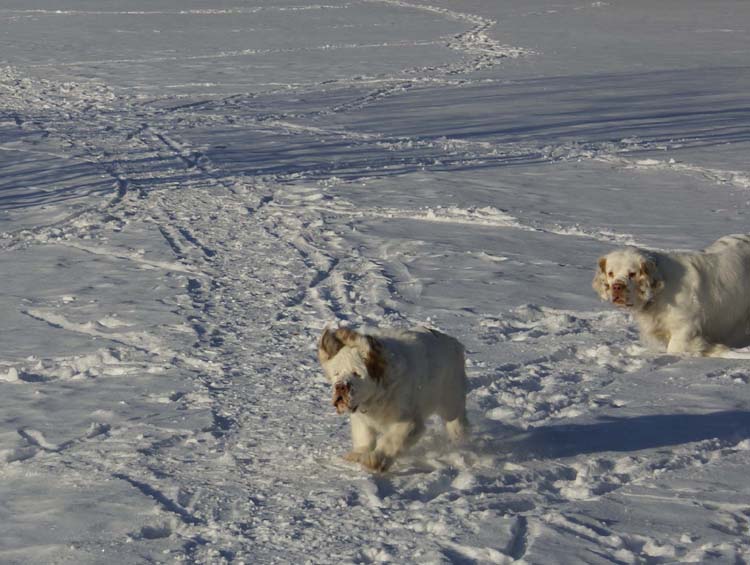 Petunia_5,5months_Hilla