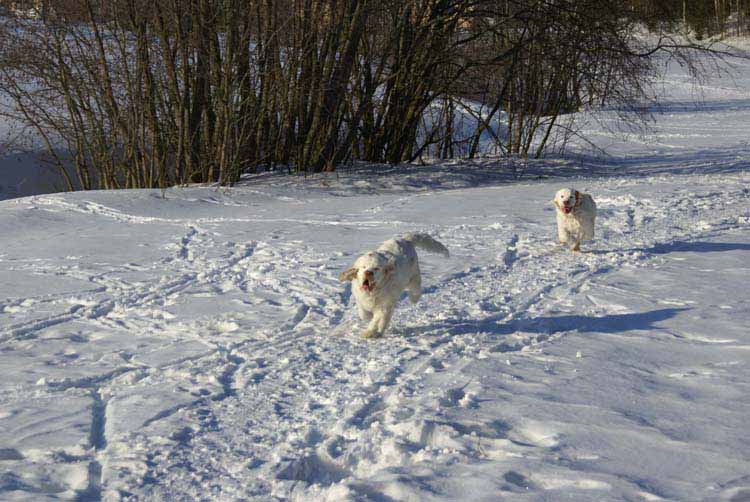 Petunia_Thelma_5,5months_c