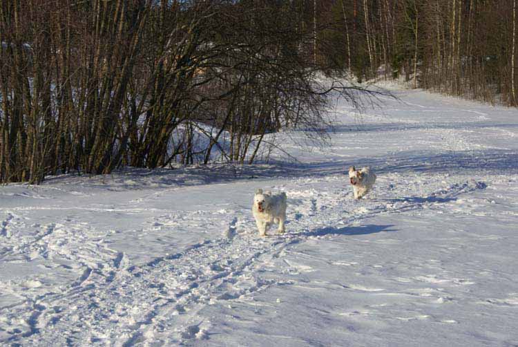 Petunia_Thelma_5,5months_d