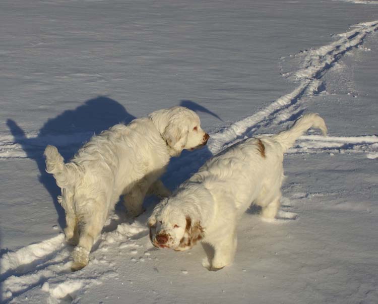 Petunia_Thelma_5,5months_h