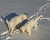 Petunia_Thelma_5,5months_h