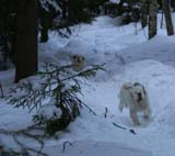 Thelma_5months_Cotton