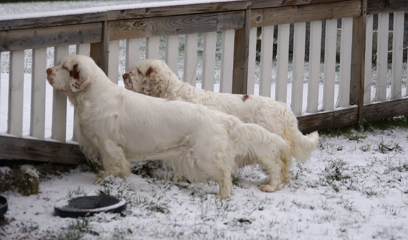 Sisi_Vieno_07122013_c