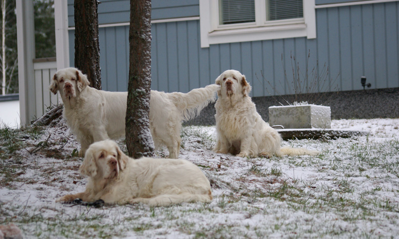 Sisi_Vieno_Bumbaa_07122013_a