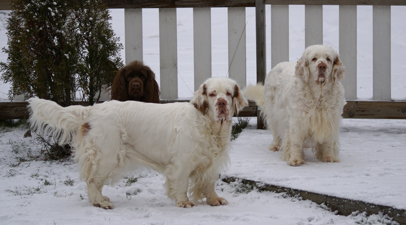 Sisi_Vieno_Tiana_07122013_a