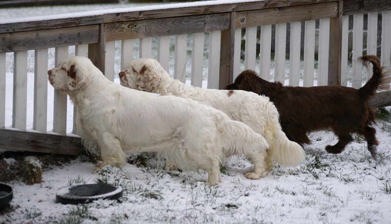 Sisi_Vieno_Tiana_07122013_c