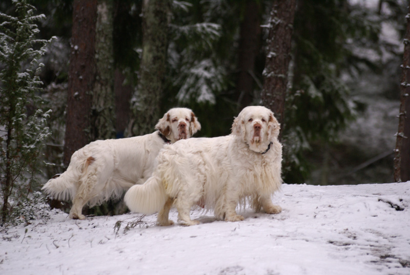 Vieno_Sisi_07122013_a