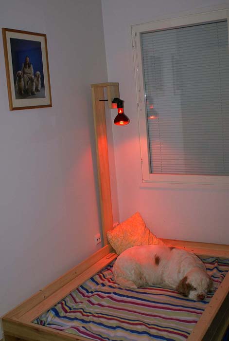 Windy_in_her_whelpingbox_23Jan2008_a