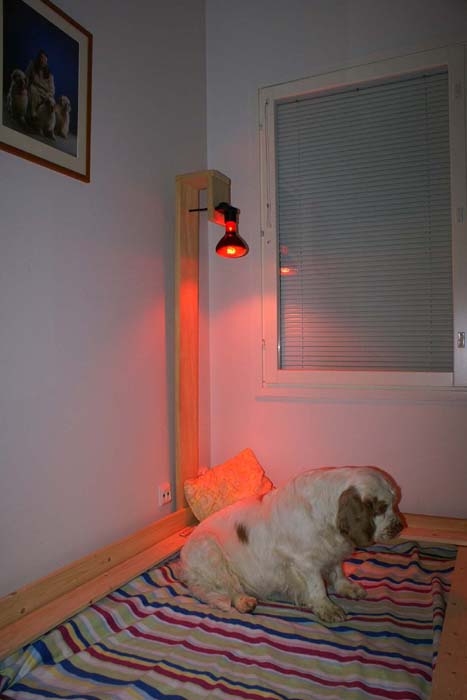 Windy_in_her_whelpingbox_23Jan2008_b