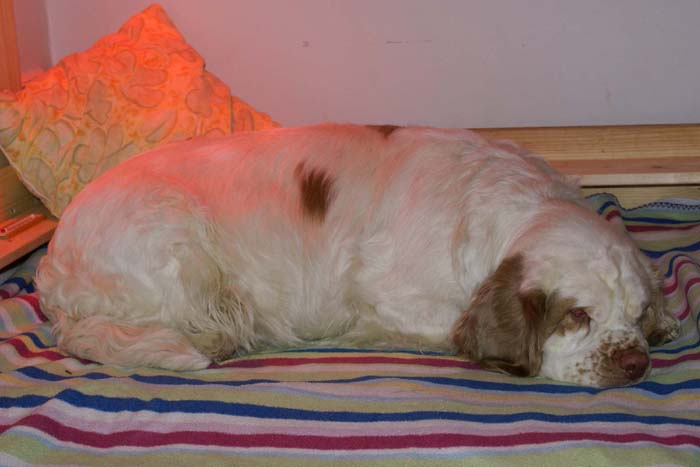 Windy_in_her_whelpingbox_23Jan2008_c