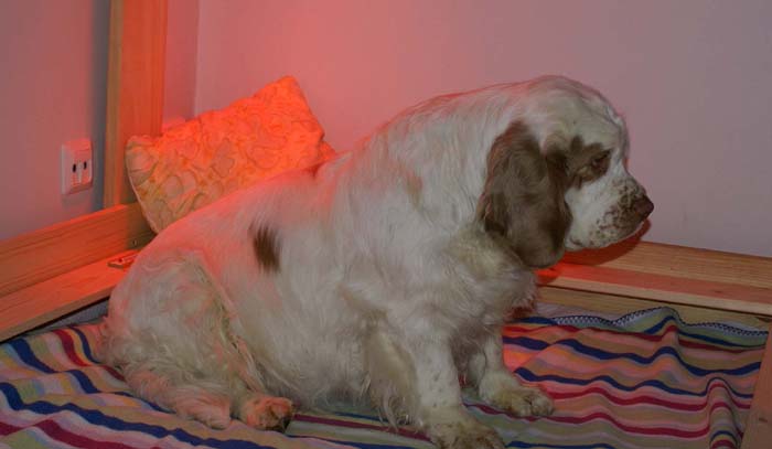 Windy_in_her_whelpingbox_23Jan2008_d