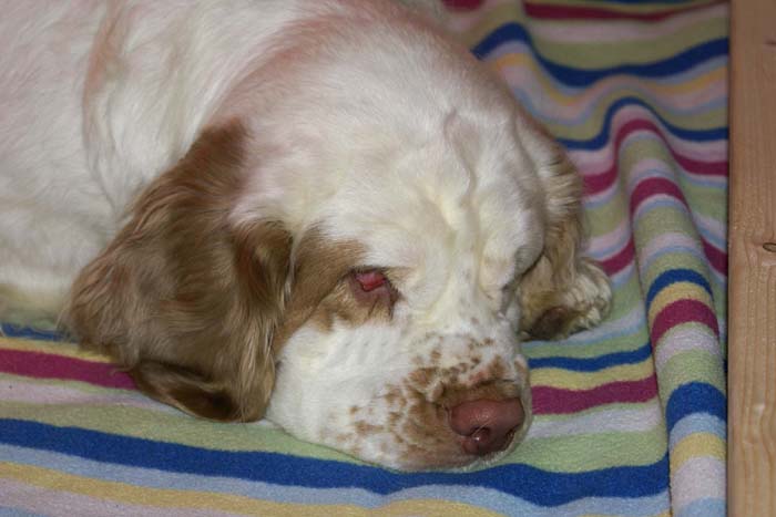 Windy_in_her_whelpingbox_23Jan2008_f