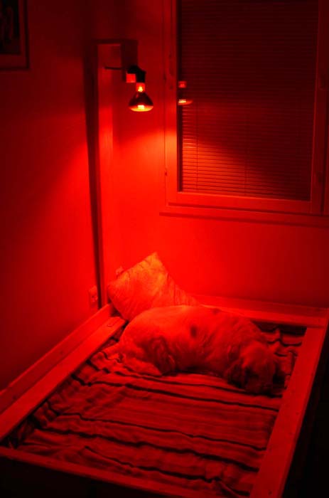 Windy_in_her_whelpingbox_23Jan2008_no_flash_in_use