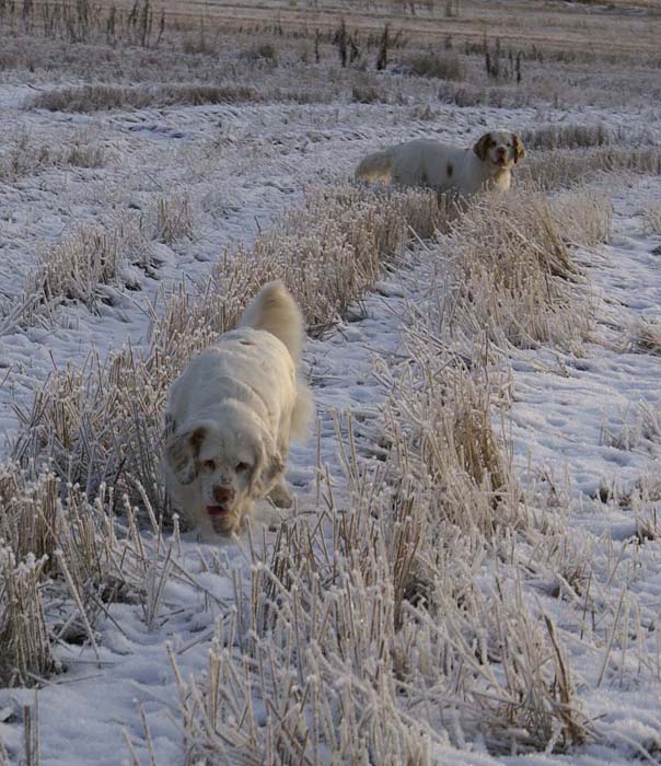 Cotton_Windy_5Jan2009