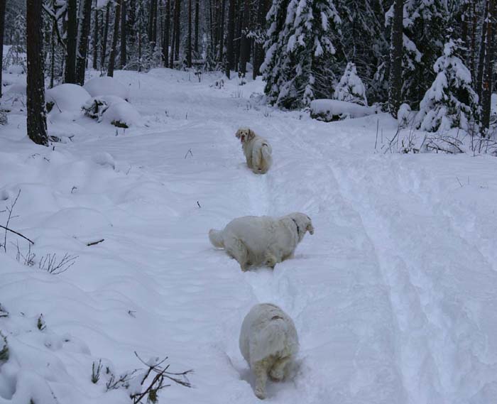 Bumbaa_Cotton_Windy_24Jan2009