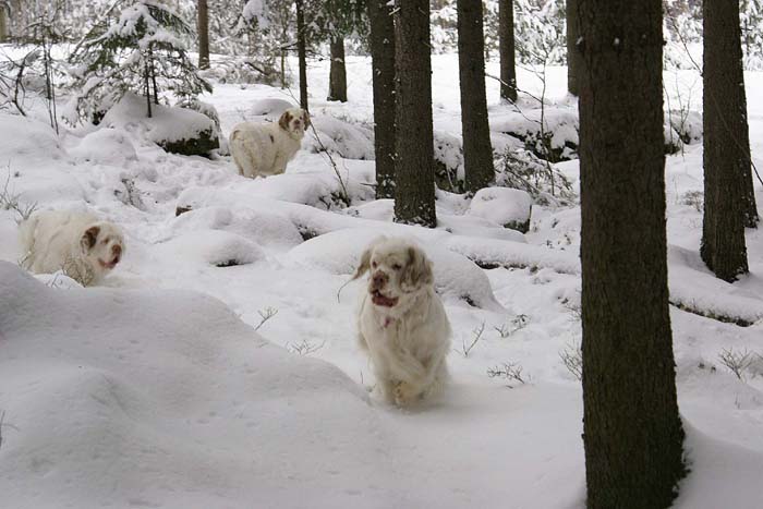 Bumbaa_Cotton_Windy_24Jan2009_b