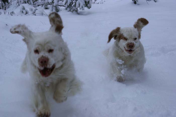 Bumbaa_Windy_24Jan2009