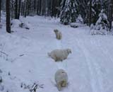 Bumbaa_Cotton_Windy_24Jan2009