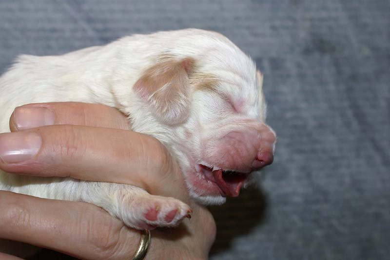 Boy_Bronze_Head_1week_a