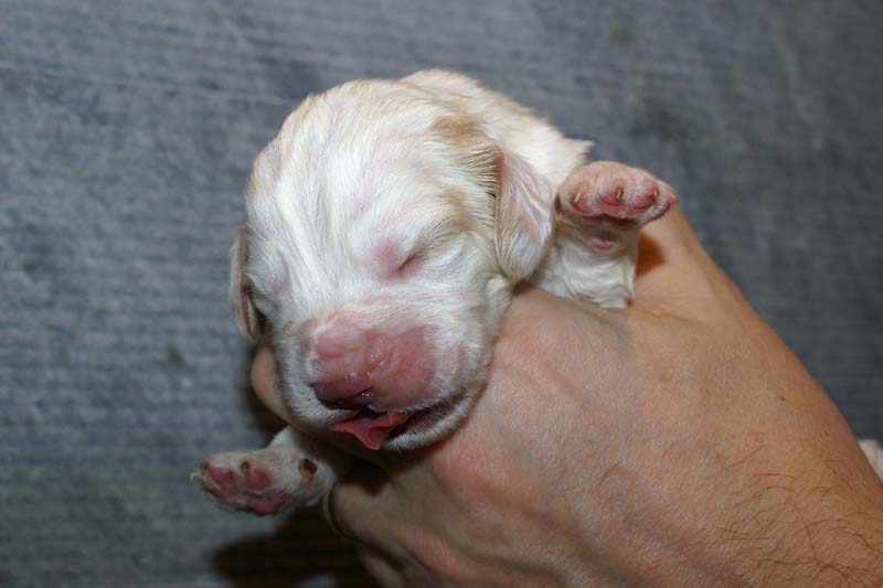 Boy_Bronze_Head_1week_c