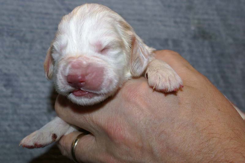 Boy_Bronze_Head_1week_d