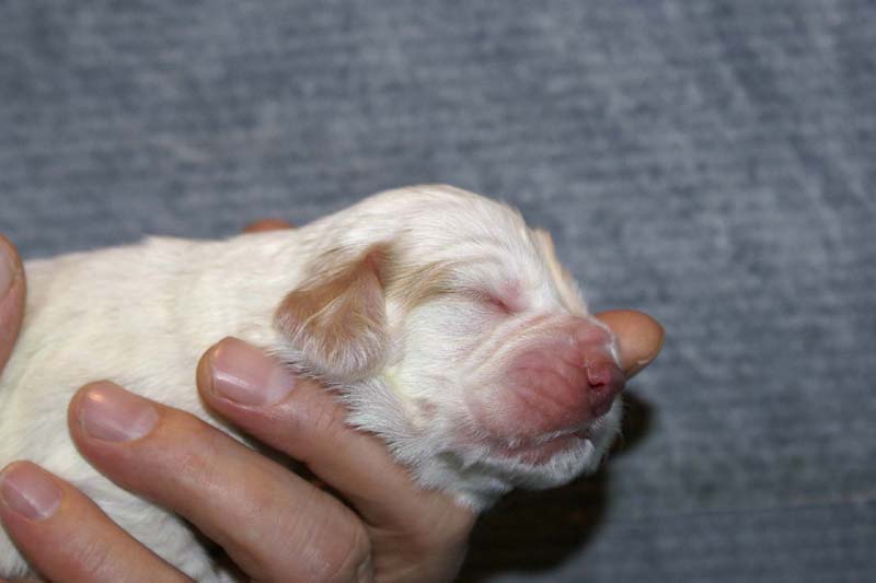 Boy_Bronze_Head_1week_f