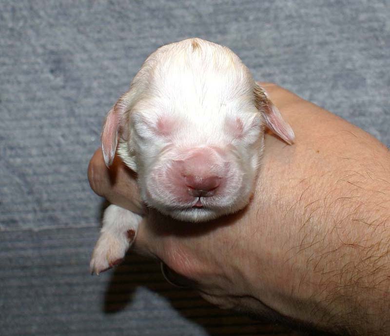 Boy_Pink_Back_1week_a