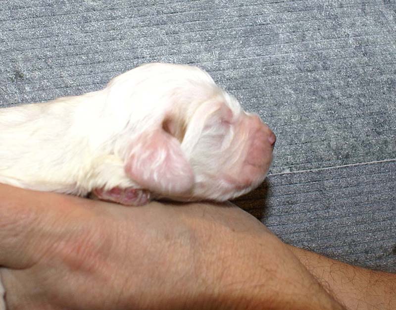 Boy_Pink_Back_1week_b