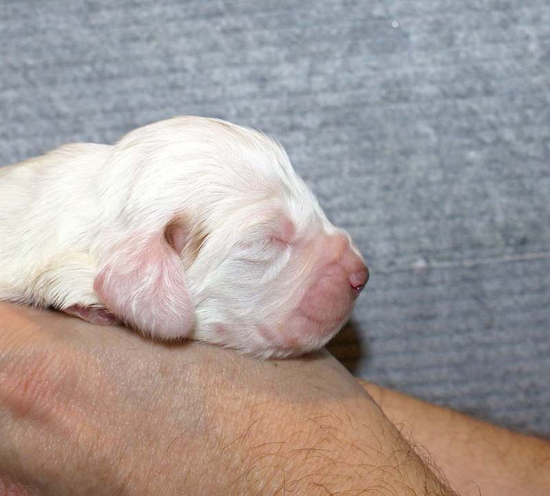 Boy_Pink_Back_1week_c