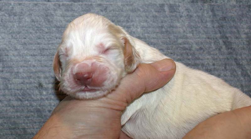 Boy_Pink_Head_1week_c