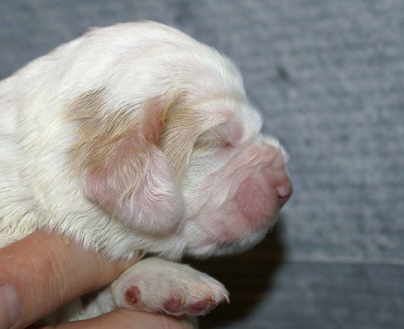 Boy_Purple_Head_1week_c