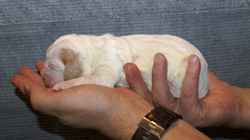 Boy_Purple_Head_1week_d