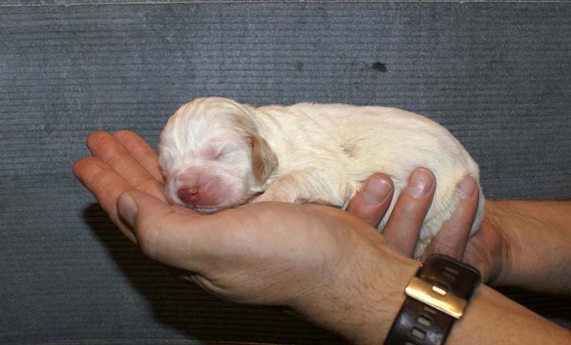 Boy_Purple_Head_1week_f