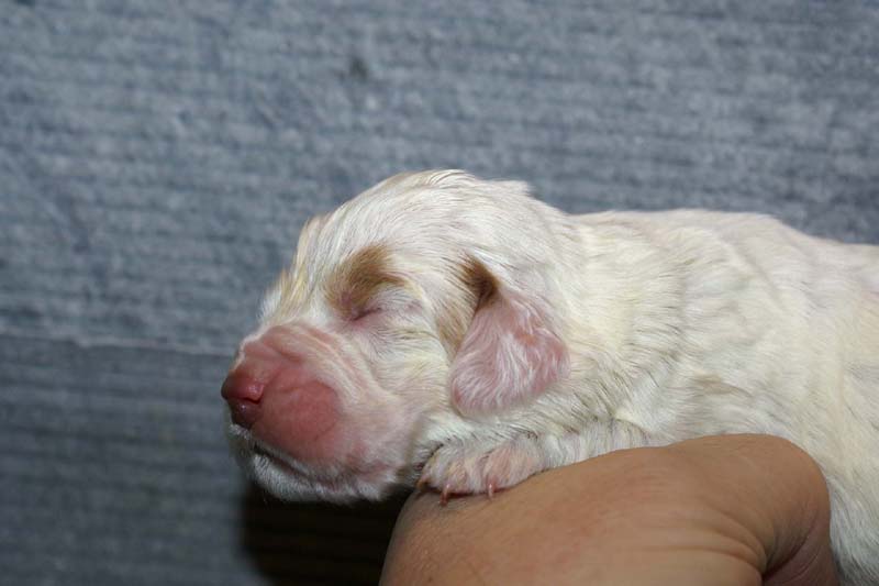 Girl_Bronze_Tail_1week_a