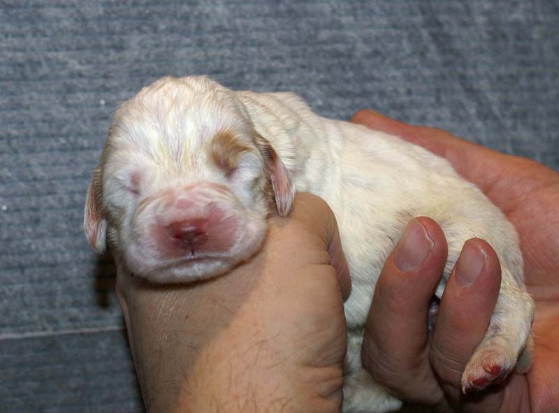 Girl_Bronze_Tail_1week_c