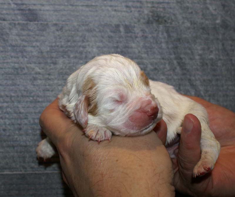 Girl_Bronze_Tail_1week_d